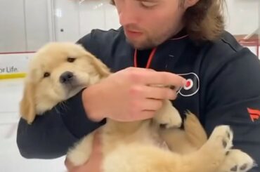 HOCKEY PUP LIFE #NHLFaceOff ( @drakethepupstar)...