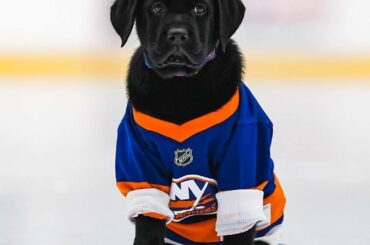 Mise à jour : Monte le @nyislespup a son propre maillot personnalisé... ( @ny_islanders)...